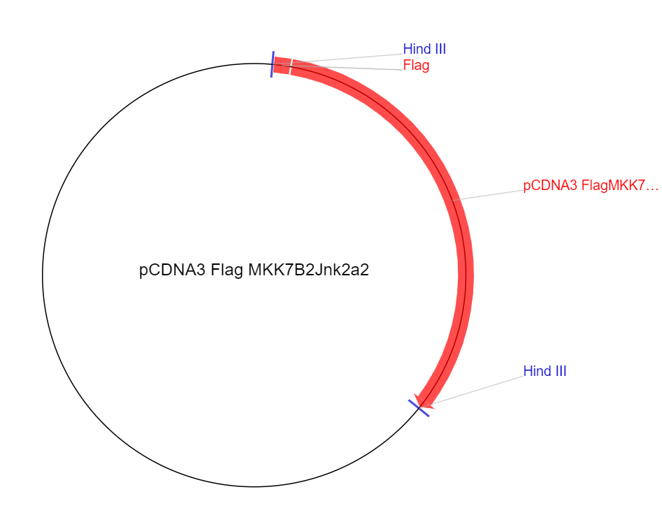 pCDNA3 Flag MKK7B2Jnk2a2质粒图谱
